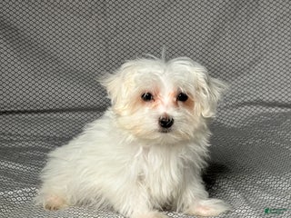 Maltese dogs - Ad 30