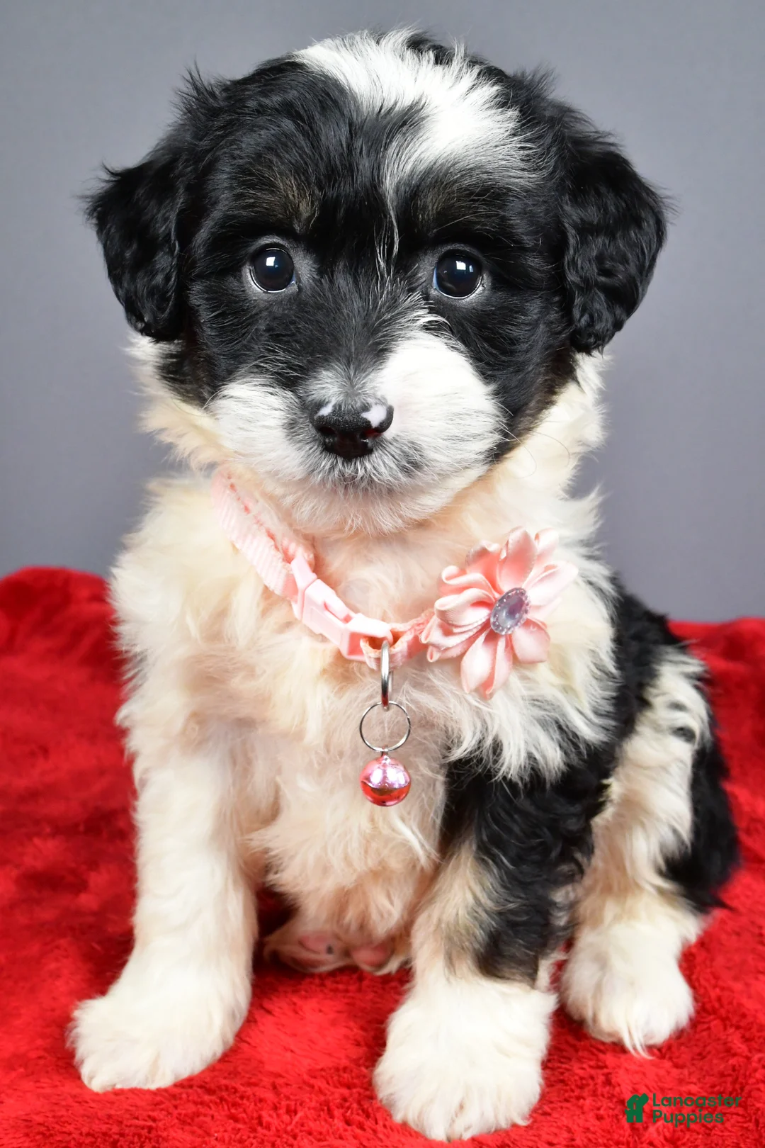 Mini Aussiedoodle dogs for sale: Weden  - Ad 1