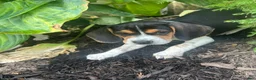 Beagle dogs for sale: Anchor  - Ad 1