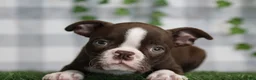 Boston Terrier dogs for sale: Solis - Ad 1