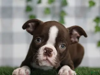 Boston Terrier dogs Solis - Ad 12
