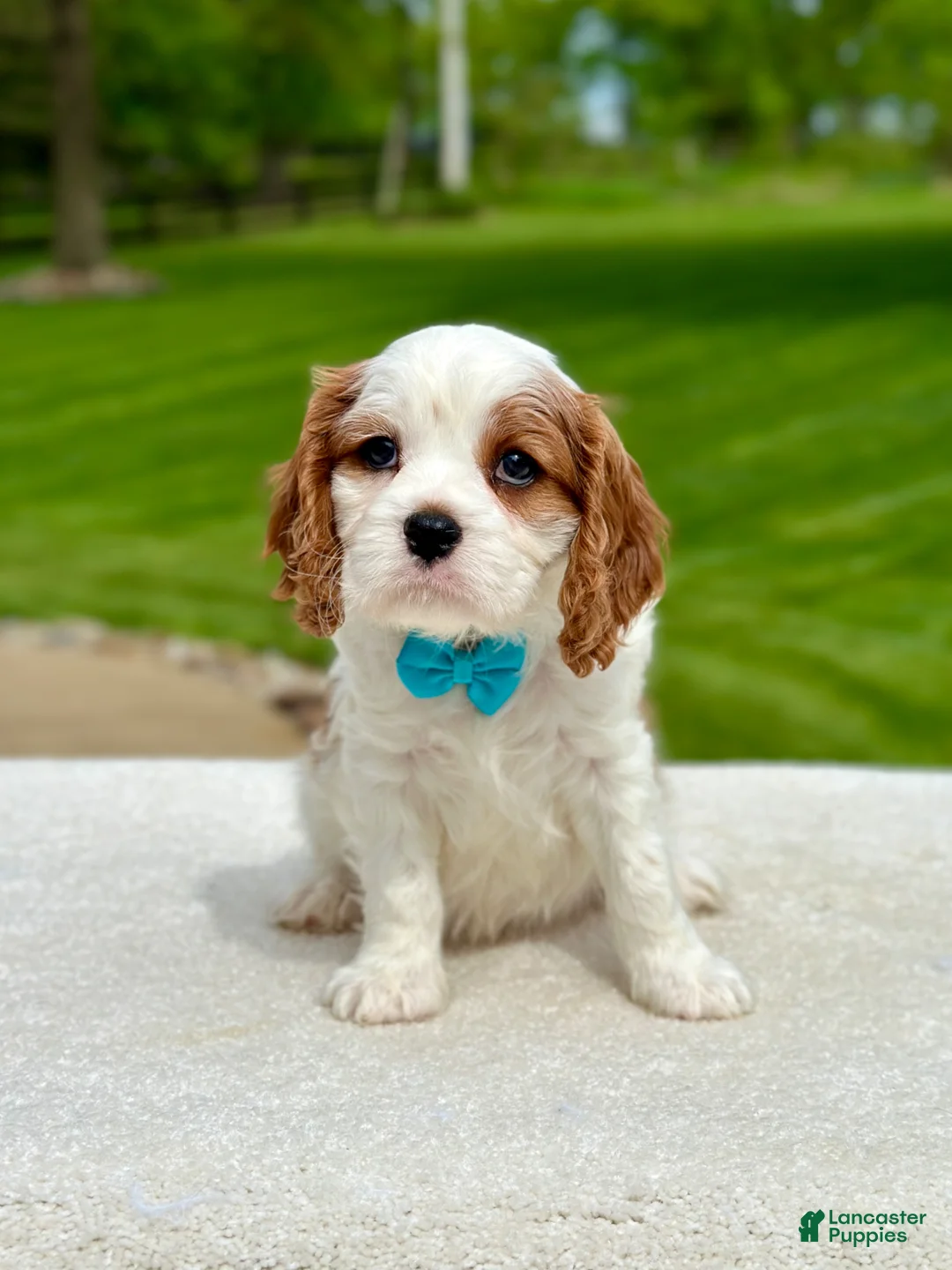 Cavalier King Charles Spaniel dogs for sale: Milo - Ad 1