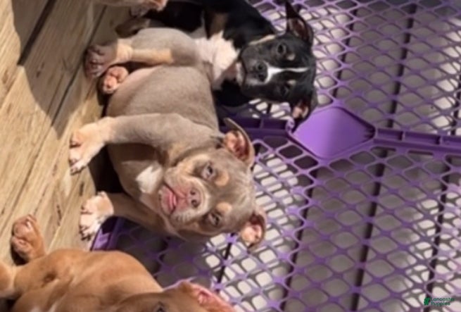 American Bully dogs Khaotic - Ad 5