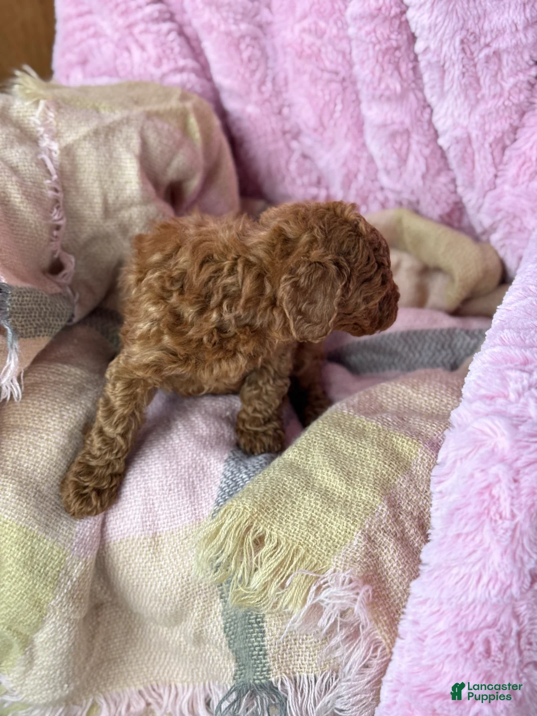 Toy Poodle dogs for sale: Norra - Ad 10