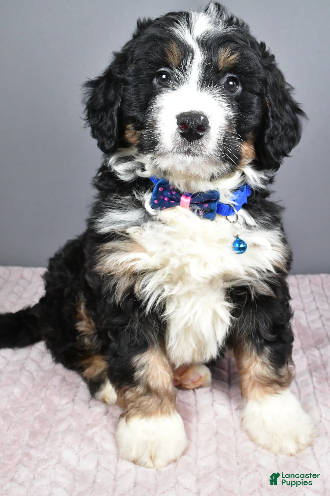 Mini Bernedoodle dogs for sale: Bryce - Ad 6