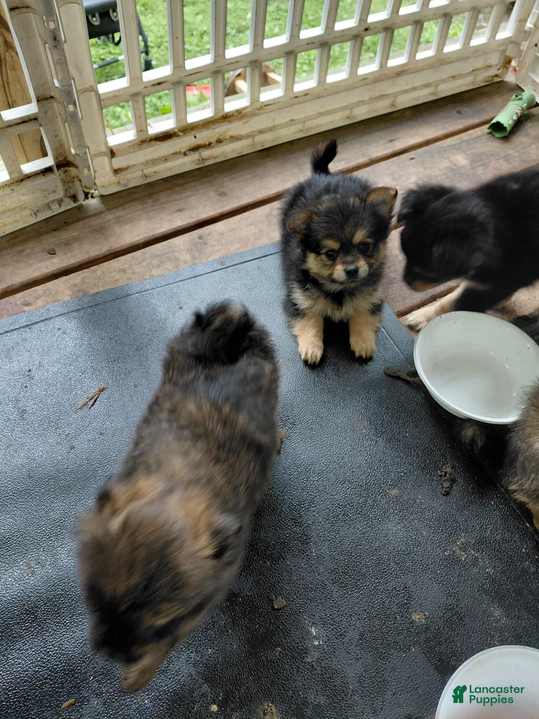 Mixed Breed dogs for sale: Big Sam Adams  - Ad 2
