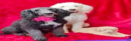 Goldendoodle dogs for sale: Banana - Ad 30