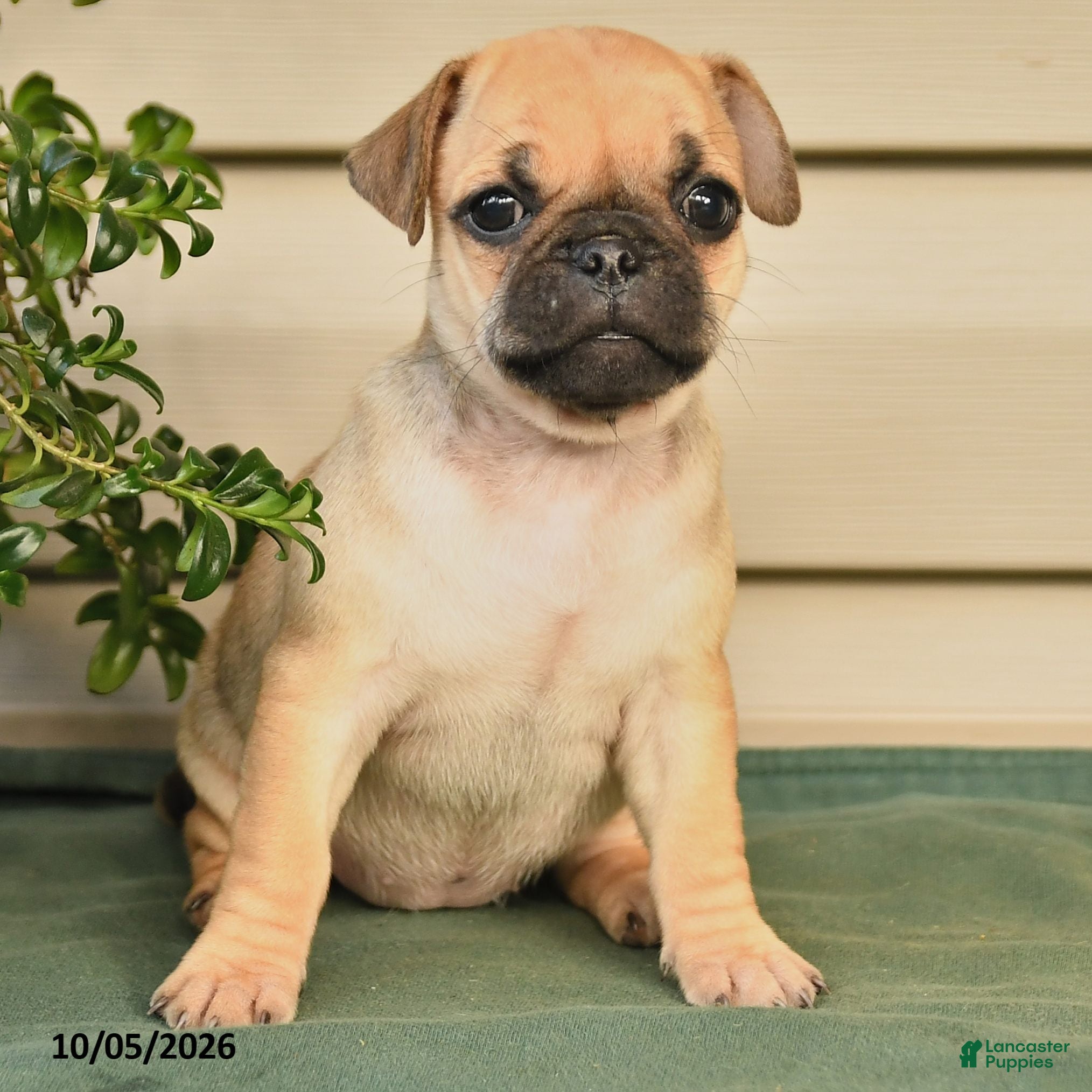 Jug dogs Daisy - Ad 2