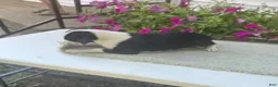 Mixed Breed dogs for sale: Mixed Breed 2 Marrisa - Ad 3