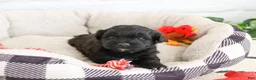 Shihpoo dogs for sale: Draco - Ad 3