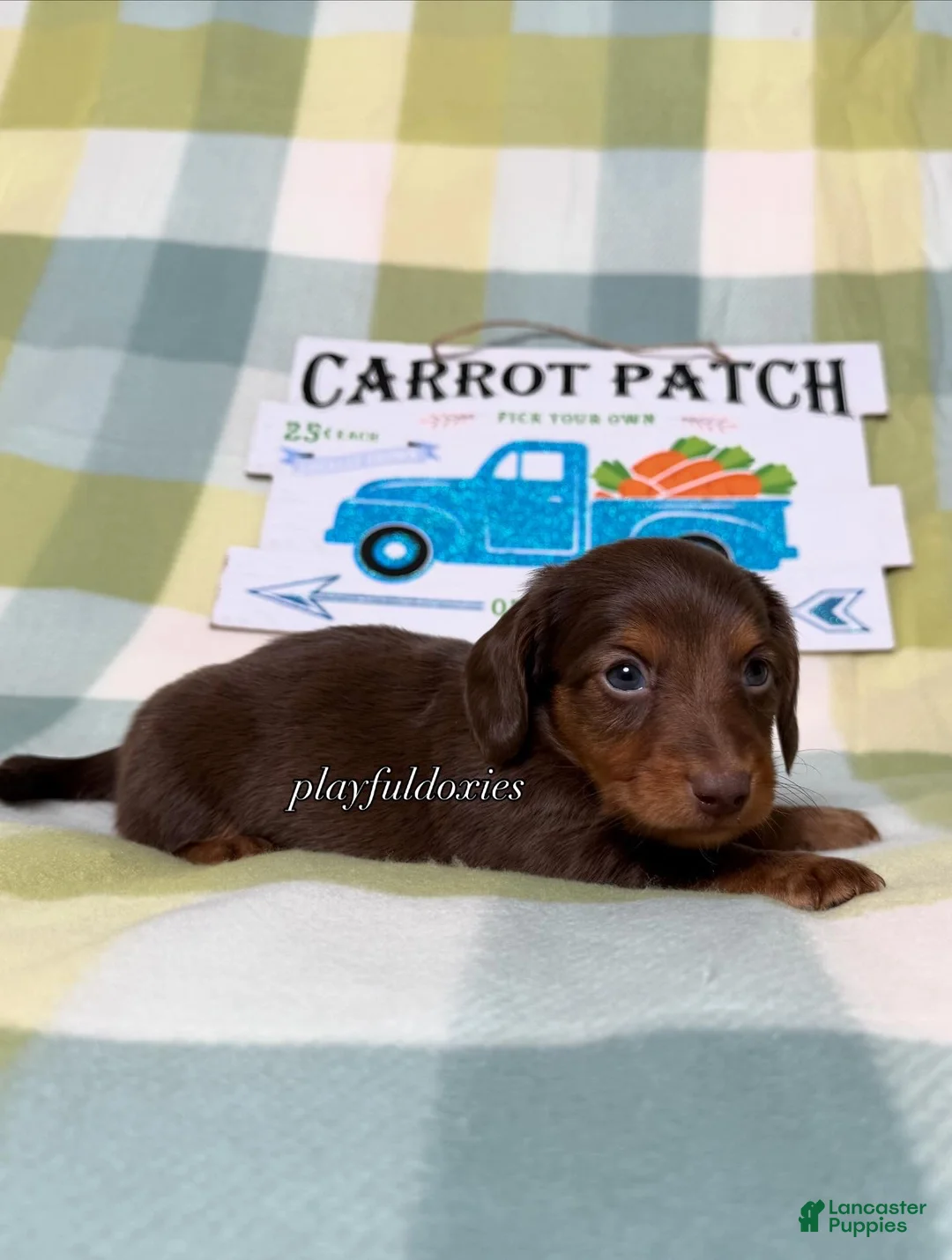 Dachshund dogs for sale: AKC Chocolate & Tan Long Haired Dachshund Male ALL Clear - Ad 1