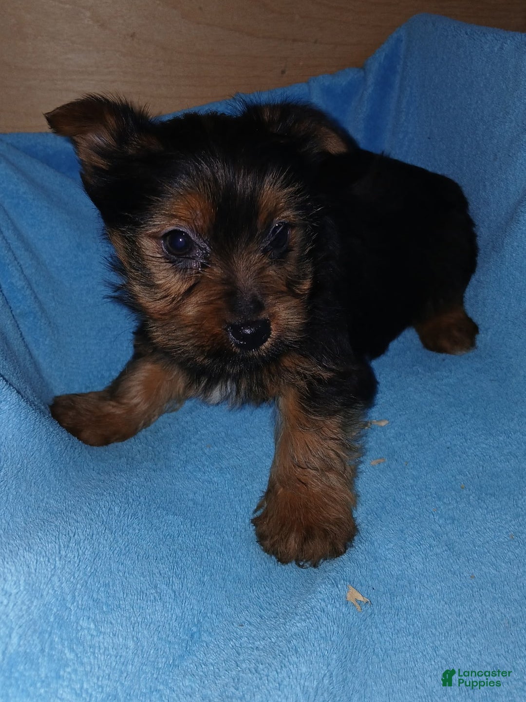 Yorkshire Terrier dogs for sale: Brandon - Ad 2