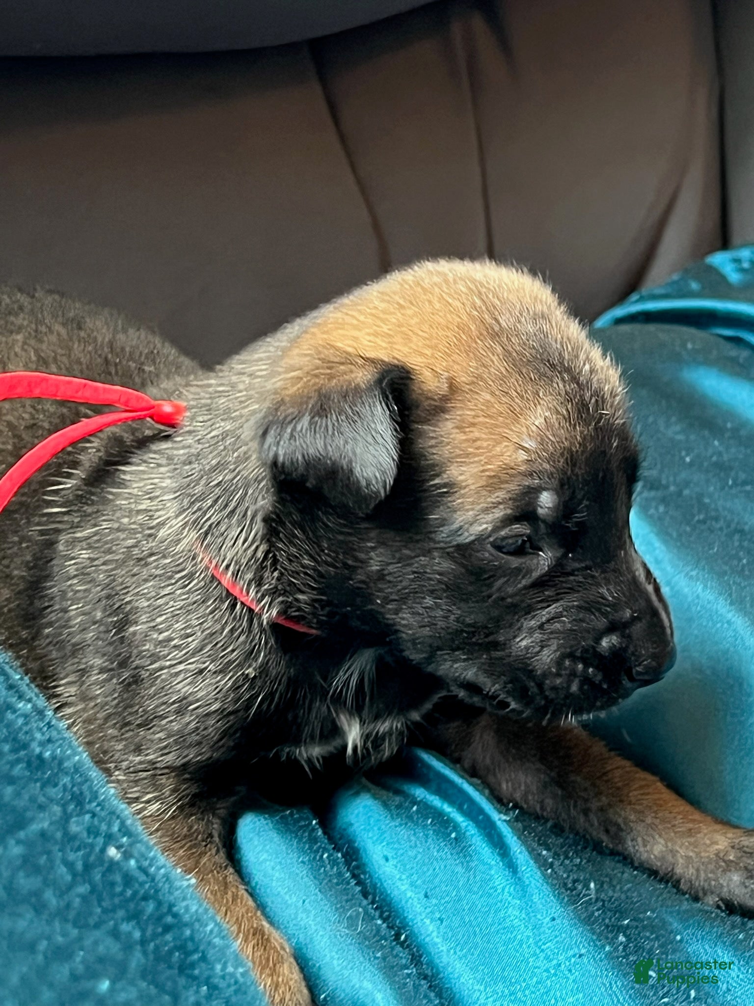 Belgian Malinois dogs Boy 3 - Ad 14