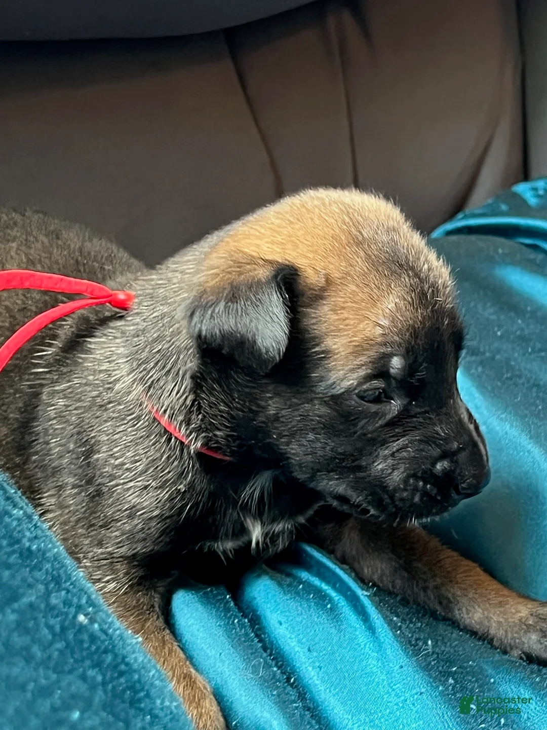 Belgian Malinois dogs for sale: Boy 3 - Ad 1