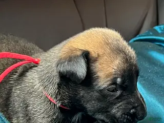 Belgian Malinois dogs Boy 3 - Ad 14