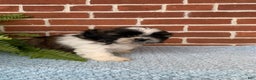 Shih Tzu dogs for sale: Archie - Ad 1