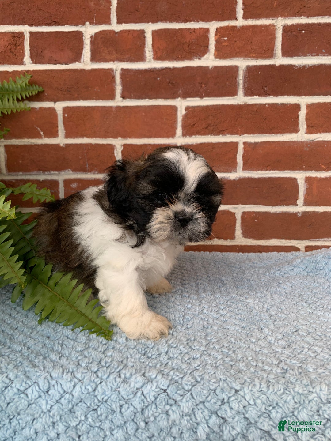 Shih Tzu dogs for sale: Archie - Ad 1