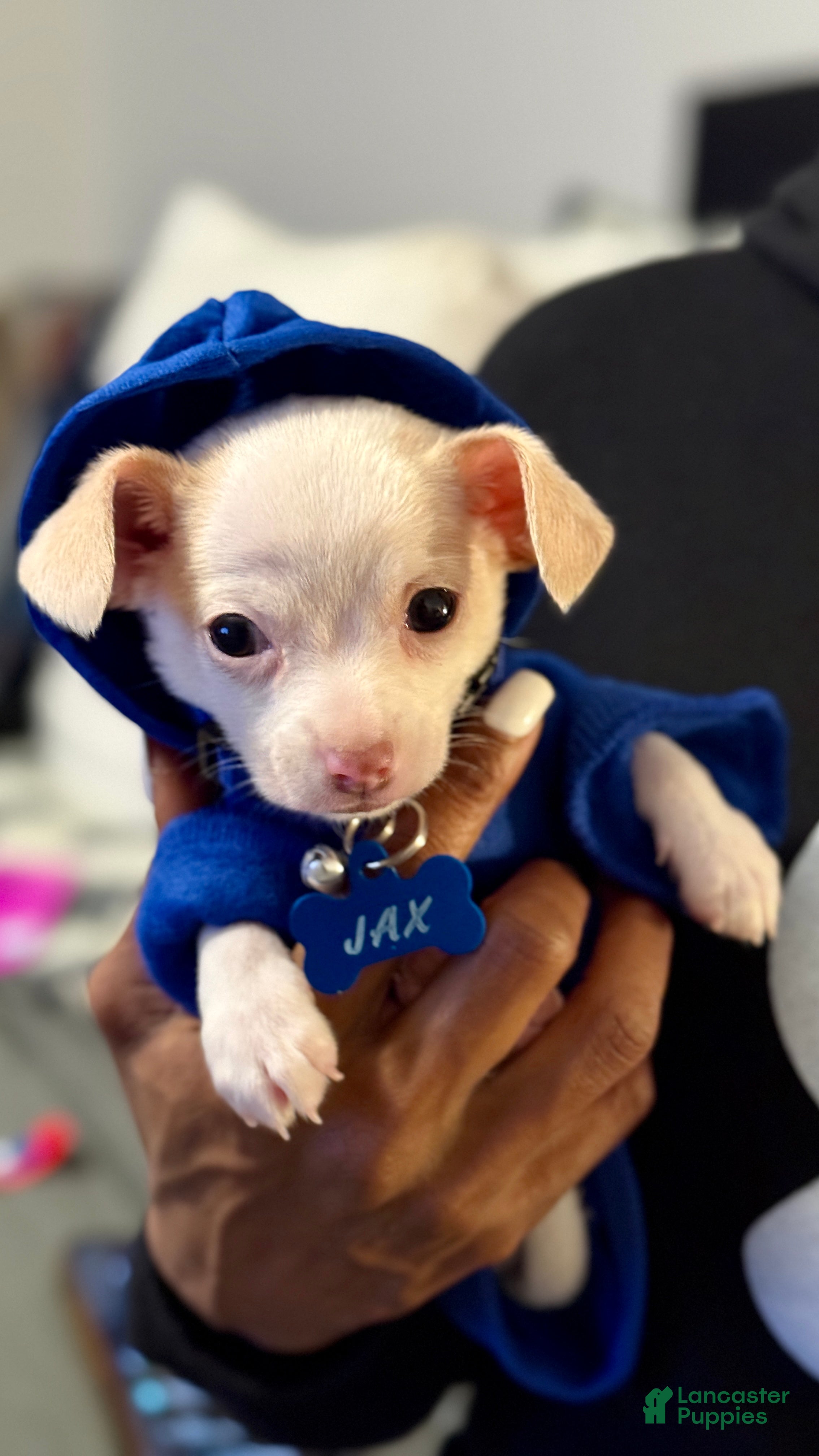 Chihuahua dogs Chihuahua Puppy 1 - Ad 6