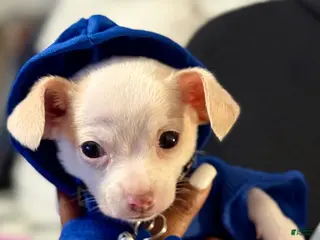 Chihuahua dogs Chihuahua Puppy 1 - Ad 6