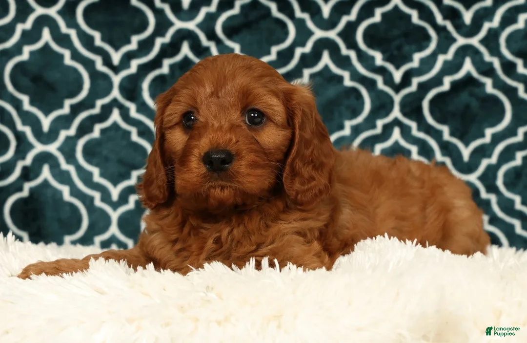Cavapoo dogs for sale: Bruce - Ad 1