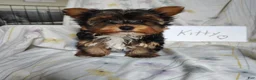 Yorkshire Terrier dogs for sale: Kitty - Ad 3
