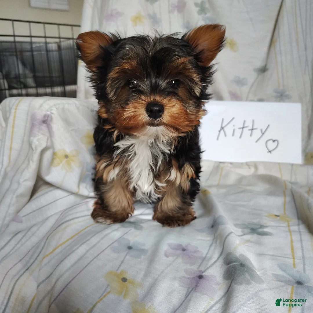 Yorkshire Terrier dogs for sale: Kitty - Ad 3