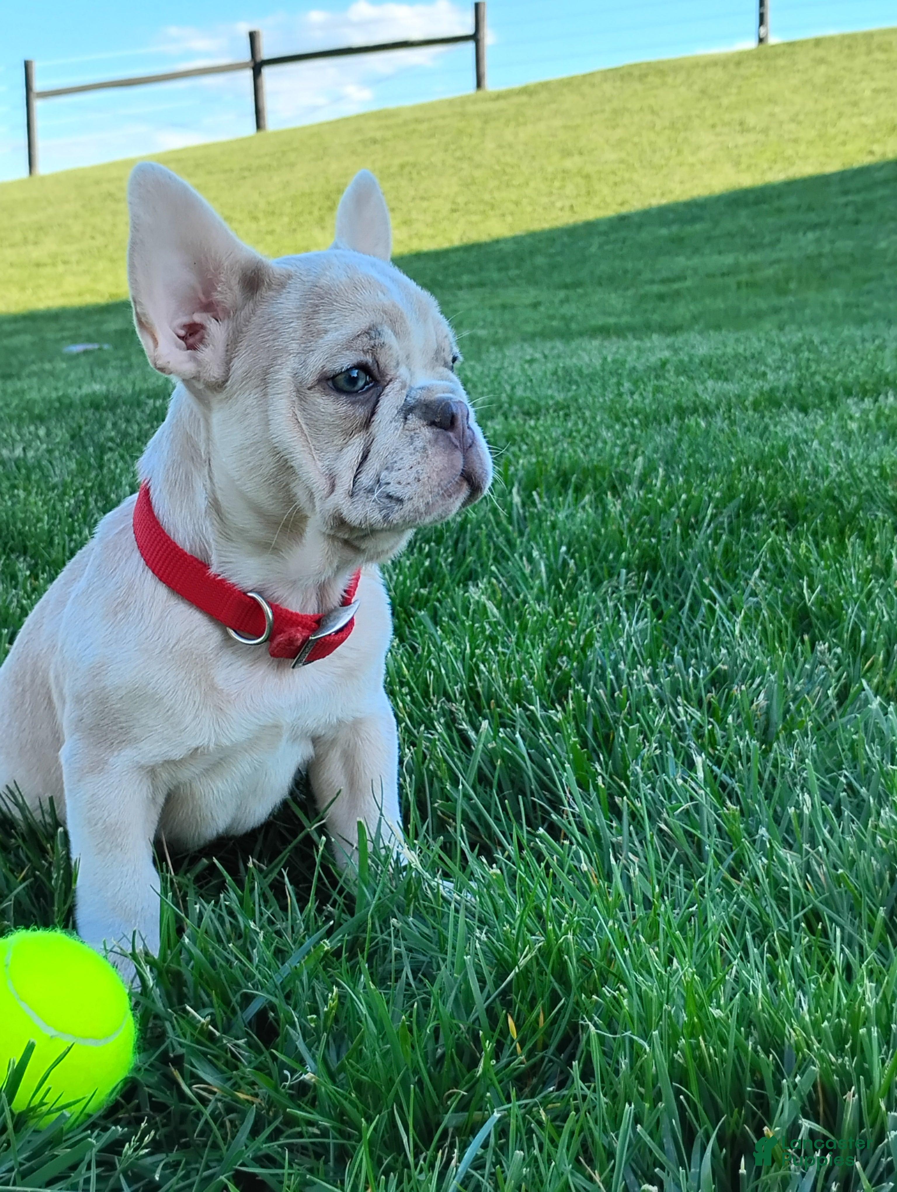 French Bulldog dogs for sale: Gunner  - Ad 1