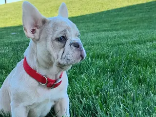 French Bulldog dogs for sale: Gunner - Ad 1