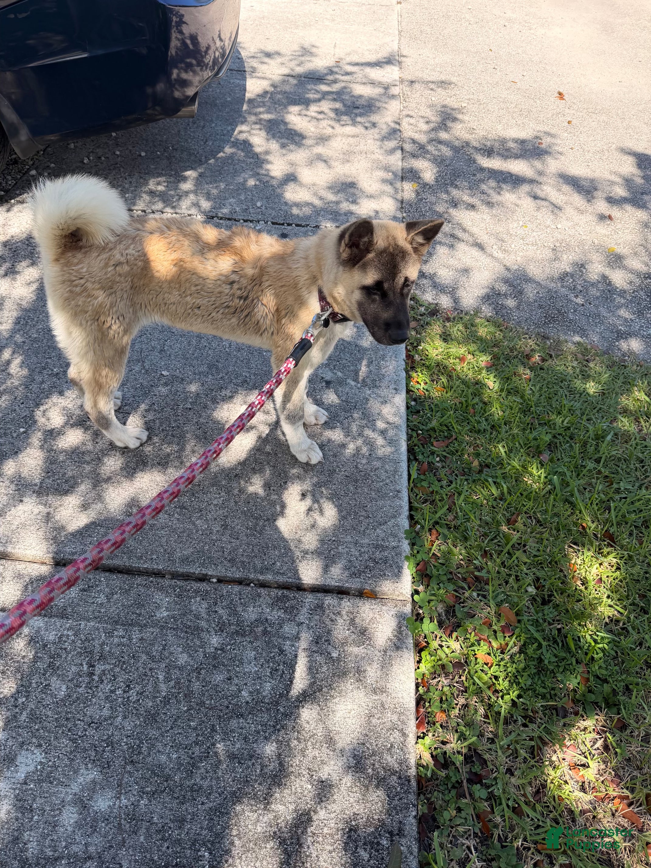 Akita dogs for sale: Sheba - Ad 5