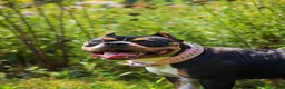 American Bully dogs for sale: American Bully 2 - Ad 2