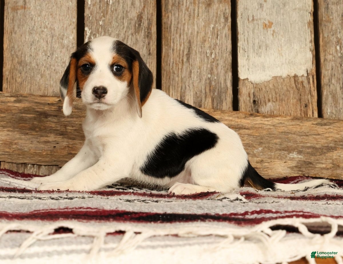 Beagle dogs for sale: Candy - Ad 3