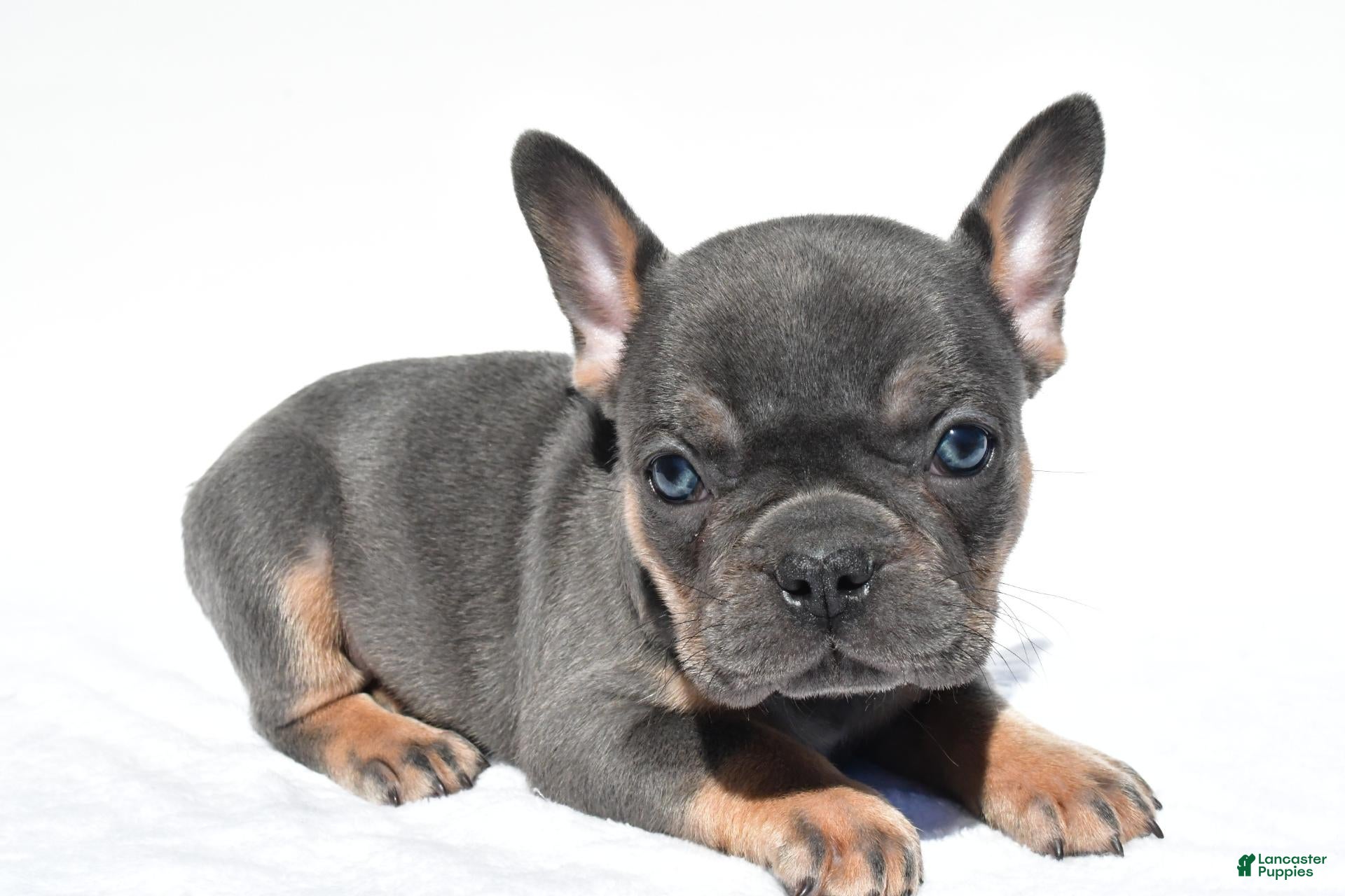 French Bulldog dogs Connor - Ad 1