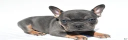 French Bulldog dogs for sale: Connor - Ad 1