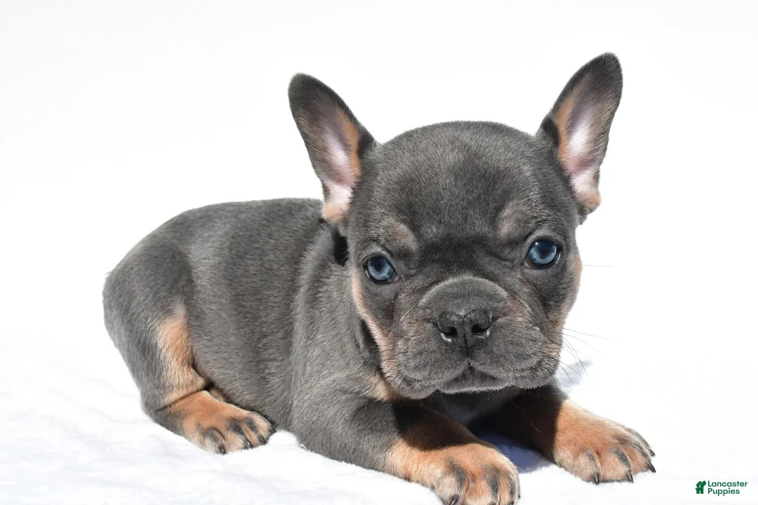 French Bulldog dogs for sale: Connor - Ad 1