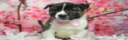 Akita dogs for sale: Jonathon  - Ad 8