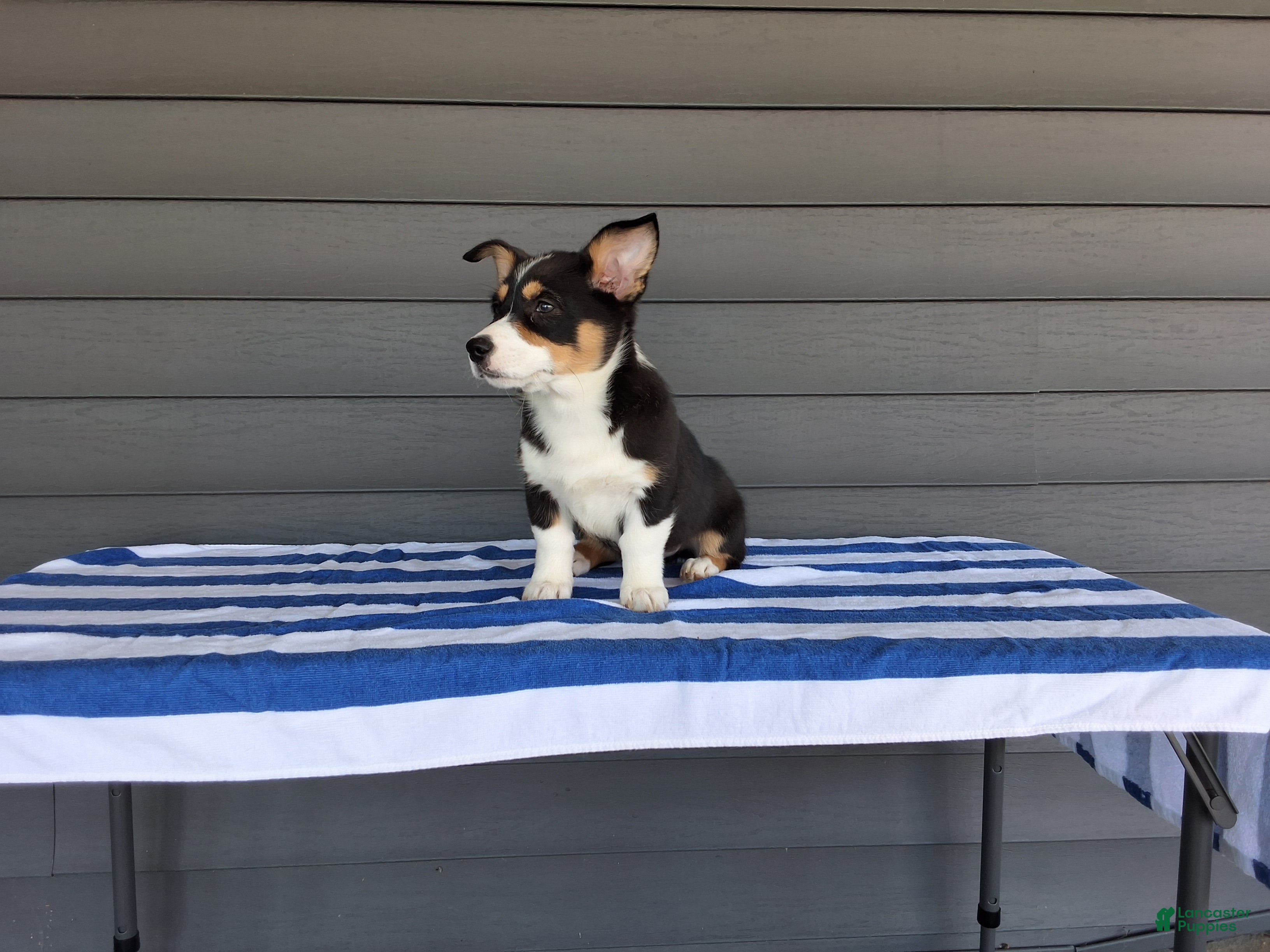 Welsh Corgi Pembroke dogs Max - Ad 2