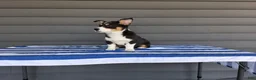 Welsh Corgi Pembroke dogs for sale: Max - Ad 2