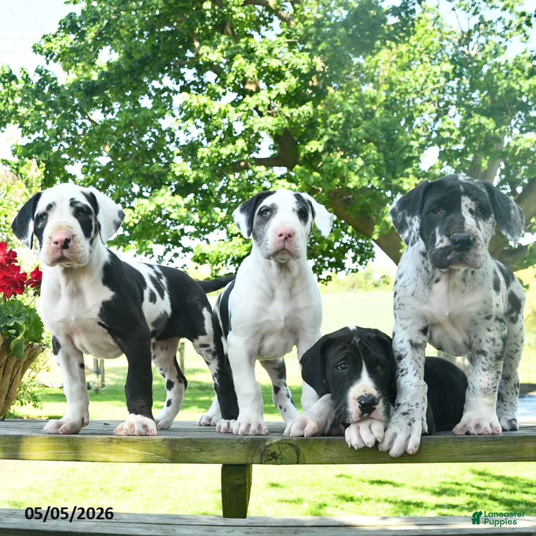 Great Dane dogs for sale: Candy - Ad 5