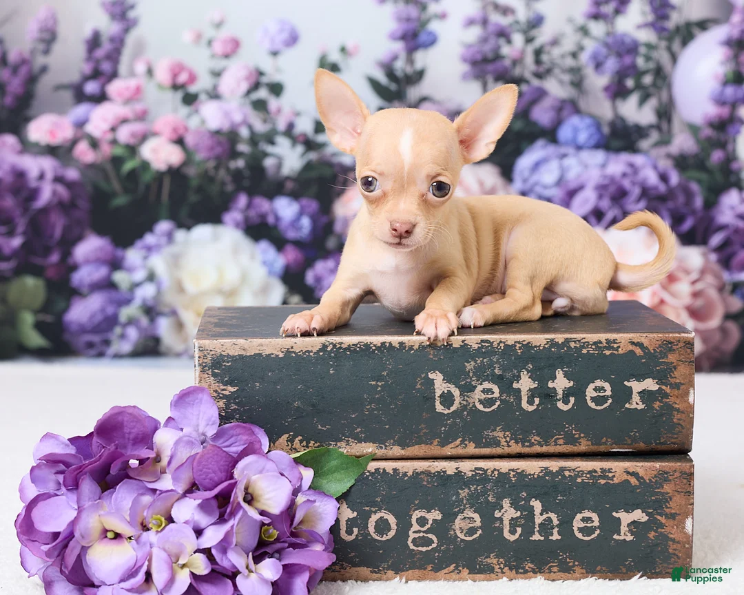 Chihuahua dogs for sale: Missy - Ad 1