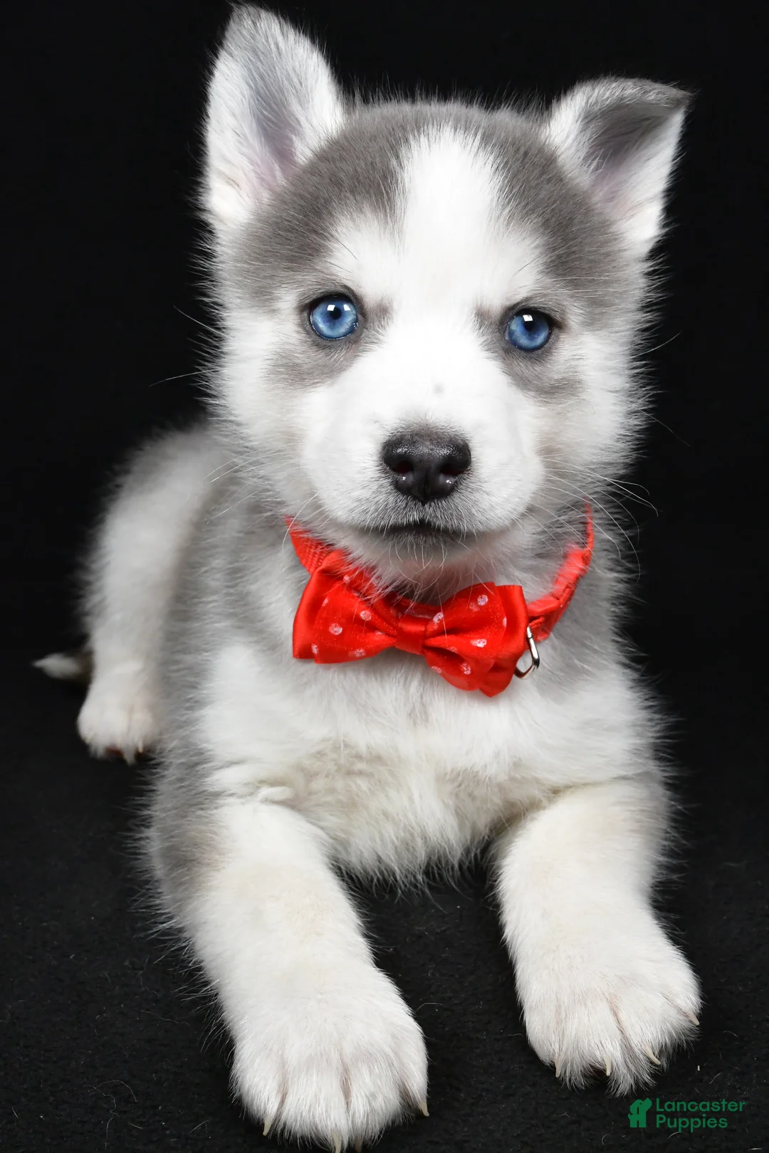Pomsky dogs for sale: Turbo - Ad 4