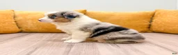 Miniature Australian Shepherd dogs for sale: Star - Ad 5
