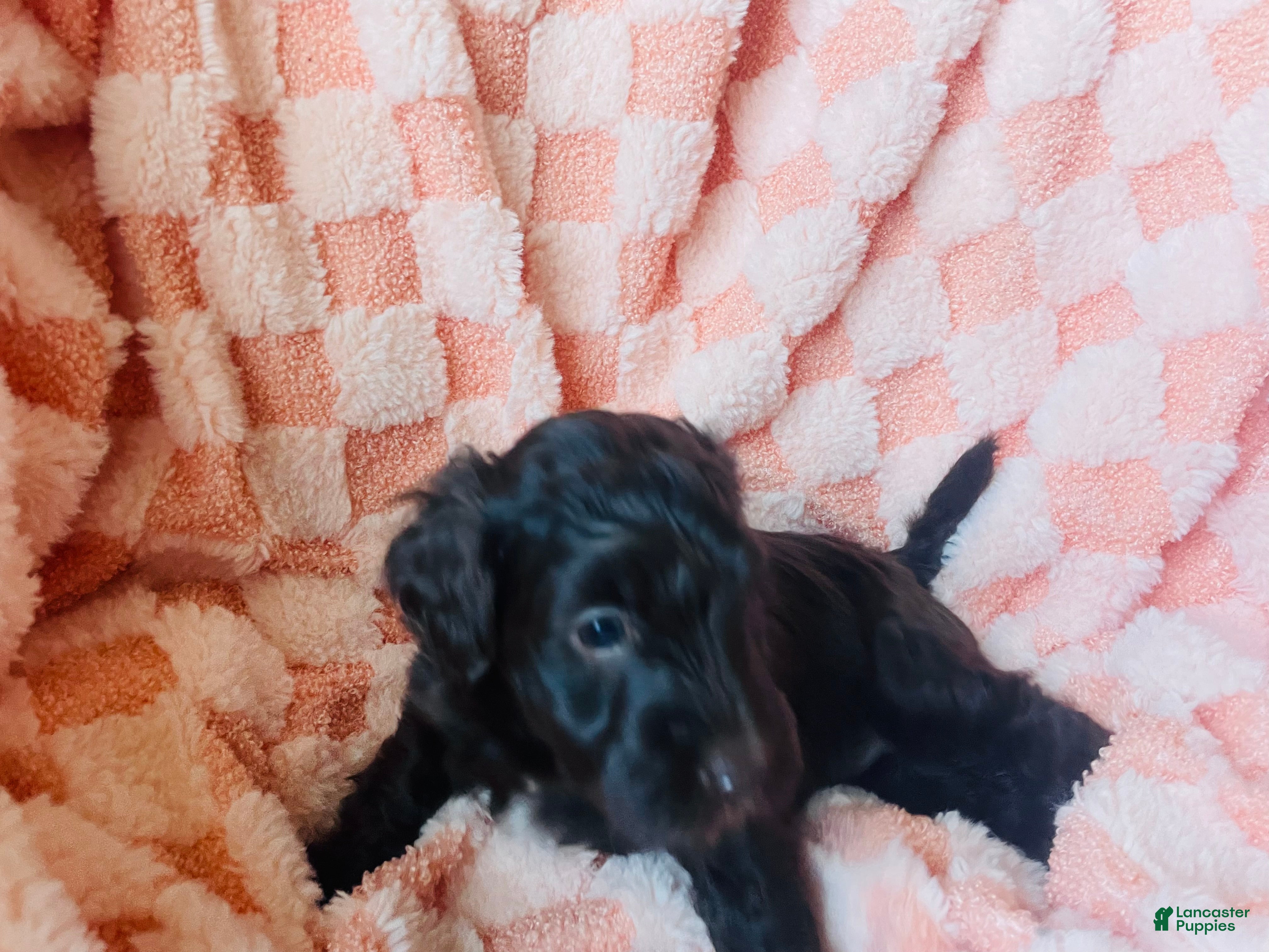 Labradoodle dogs Oakley - Ad 2