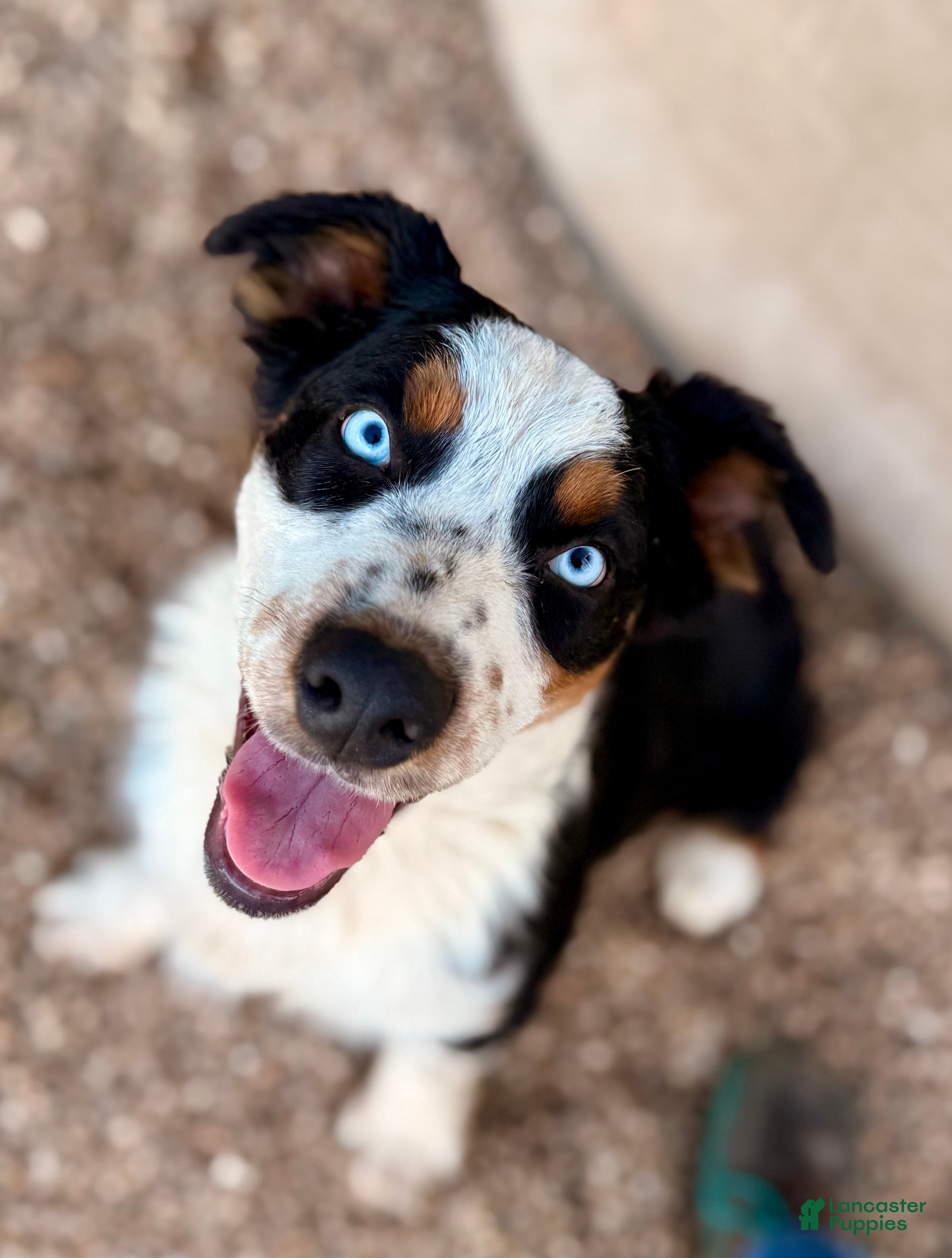 Australian Shepherd dogs Cal - Ad 7