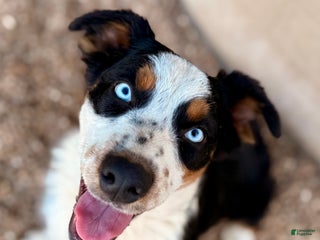 Australian Shepherd dogs Cal - Ad 31