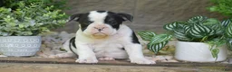 Olde English Bulldogge dogs for sale: Audrey - Ad 2