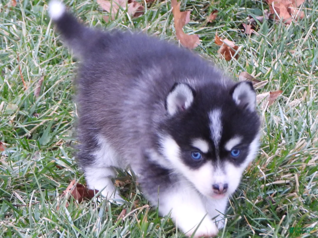 Pomsky dogs for sale: Melisa - Ad 6