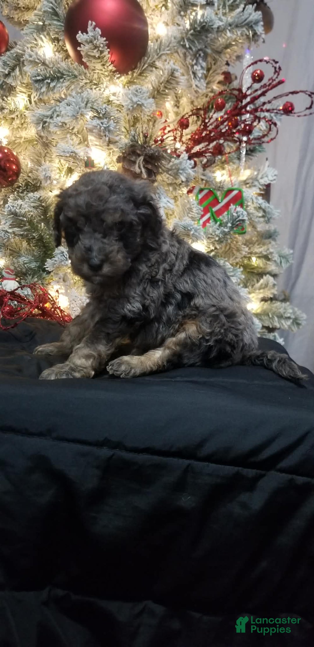 Mini Aussiedoodle dogs for sale: Mini Aussiedoodle Puppy 4 - Ad 3