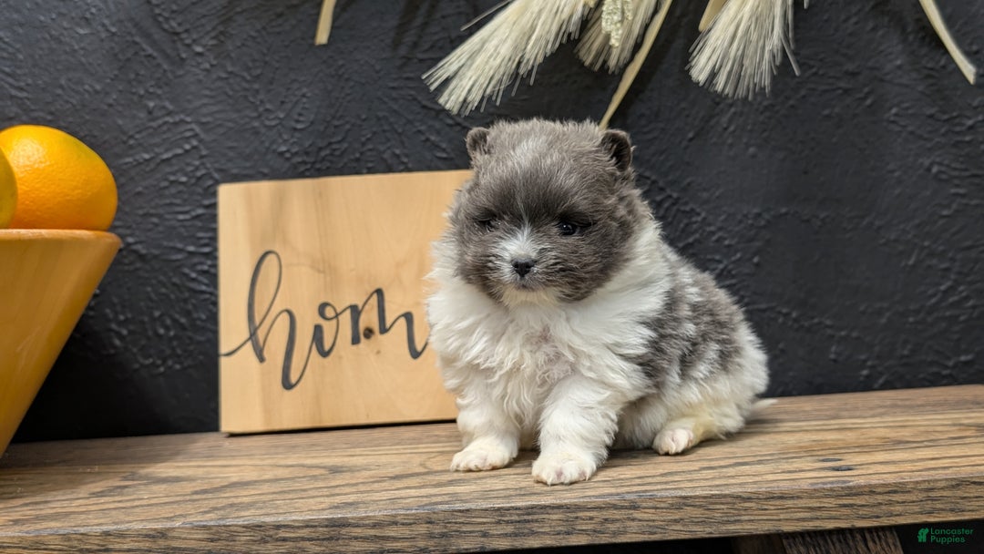 Pomeranian dogs for sale: Yogi  - Ad 2