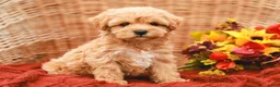 Maltipoo dogs for sale: Jasmine - Ad 4