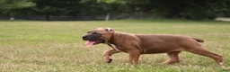 Cane Corso dogs for sale: Aries  - Ad 25